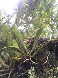 Image result for Aerangis ugandensis