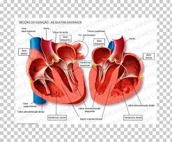 Human Heart Anatomy Blood Vessel Pulmonary Vein Heart Png