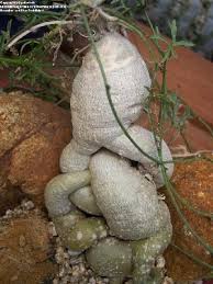 Image result for Trochomeria hookeri