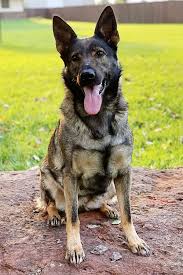★ personalize your litter updates now ★. Protection Trained German Shepherds For Sale Red Rock K9