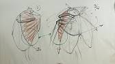 Not only will you have fun but you will gain a deep sense of accomplishment knowing that you've become a better artist than you were yesterday. Anatomy For Artists The Torso Bones Youtube