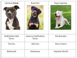 How to register my dogs microchip. How To Register Your Pet In Spain