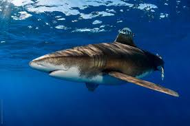 The oceanic whitetip shark (carcharhinus longimanus) is a large pelagic shark of tropical and warm temperate seas. Pregnant Oceanic Whitetip Shark By Shane Gross Oceanic Whitetip Shark