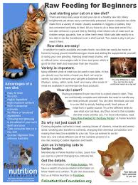 One Page Guide Raw Feeding For Beginners Raw Cat Food Recipes Cat Nutrition Homemade Cat Food