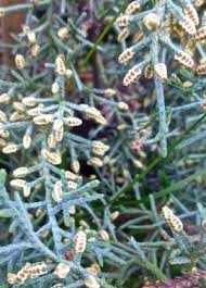 Image result for Cupressus arizonica