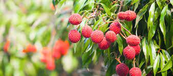 Check spelling or type a new query. The Best Fruit Trees For Your South Florida Garden Part 2
