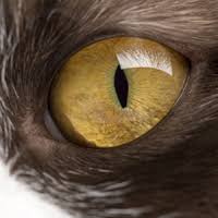 Your veterinarian will prescribe multiple cat medications to lower the pressure within your cat's eye and to get it into the normal range as quickly as possible in an attempt to salvage vision. Veterinarian In Strongsville Oh Strongsville Animal Hospital