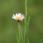 Image result for Senecio speciosus