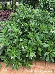 Image result for Talinum fruticosum