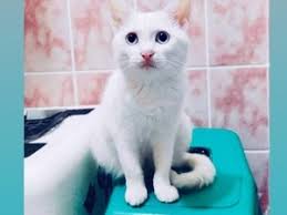 Gaziantep Kedi Ilanlari