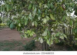 Image result for Acokanthera oblongifolia