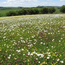 Diverse Wildflower Grass Seed Mix Harvested Directly From A Meadow In A Remote Area Of Northumberland Buy Packets Online Wildflower Seeds Meadow Grass Seed