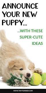 15 Adorable Puppy Announcement Ideas How To Announce A New Puppy Arrival Puppy Announcement Puppies Funny Puppy Quotes