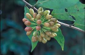 Image result for Huberantha mossambicensis