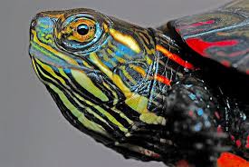 Male sea turtles (except leatherbacks) have elongated, curved claws on their front flippers to help them grasp the female when mating. How To Care For Painted Turtles Learn About These Personable Pets