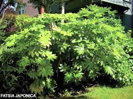 Can be used for bonsai as an exotic miniature. Fatsia Japonica Japanese Aralia Youtube
