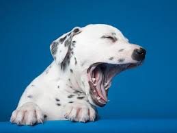 Image result for tired