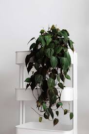 Buy aesthetic vsco hanging plant by xoceline as a sticker. 10 Best Indoor Hanging Plants That Thrive In Apartments