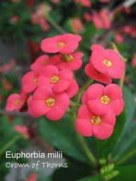 Cacti are collectible and are ideal for nice, sunny windowsills as are many of their succulent counterparts. Crown Of Thorns Plant Euphorbia Milii Picture Care Tips
