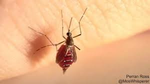 These diseases are dengue fever, west nile virus, and malaria. When A Mosquito Can T Stop Drinking Blood The Result Isn T Pretty