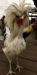 Animals Who Forgot To Schedule A Hair Appointment Before Going Into Self Isolation I Can Has Cheezburger Beautiful Chickens Animals Pet Birds