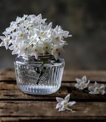 The following conventions are used: White Flowers Roses And Flower Image 7628018 On Favim Com