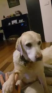 Why Does My Dog Place His Paw On Me Whenever I Sit Down Quora