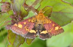 Image result for Pyrausta aerealis