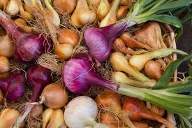 A pearl onion is a type of onion grown mostly for pickling as a cocktail onion. How To Grow Onions In New Zealand Stuff Co Nz