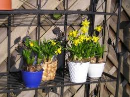 Für den einsatz der narzissen als frühlingsfrischer blumenschmuck in ihrer wohnung haben sich unsere gärtner etwas besonderes einfallen lassen und die osterglocke in der gießkanne kreiert. Narzissen Vom Topf In Den Boden Haus Garten Forum Chefkoch De