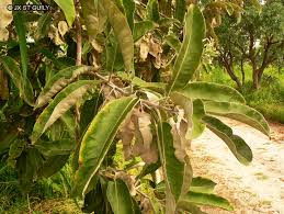 Image result for Terminalia macroptera