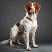 Image result for bretanský dlouhosrstý ohař