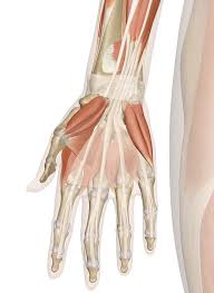Tutorials and quizzes on muscles that act on the arm/humerus (arm muscles: Muscles Of The Hand And Wrist Interactive Anatomy Guide