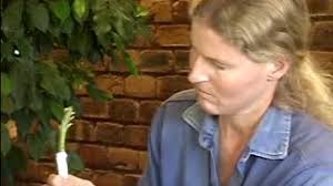 Daleys Fruit Tree Blog: 2007