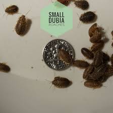 Large Dubia Roaches • Dubia Roach Depot
