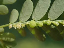 Image result for Phyllanthus fraternus