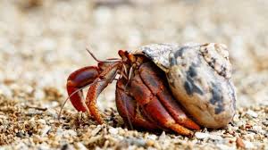 The Ultimate Hermit Crab Care Guide Habitat Food And Much More Water Filter India Hermit crab is an enemy in risk of rain 2.