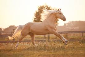 We did not find results for: Always Horse Love Equine Images Golden Palomino Criollo Rubio