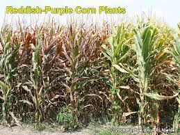 We did not find results for: Reddish Purple Corn Plants Late In The Season Corny News Network Purdue University