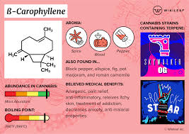 What Are Terpenes How They Affect Your High Wikileaf