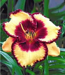 Zwiebelblumen Wie Die Winterharte Taglilie Calico Jack Konnt Ihr Jetzt Ganz Einfach Im Mein Schoner Garten Shop Bestellen Zwiebel Taglilien Taglilie Lilien