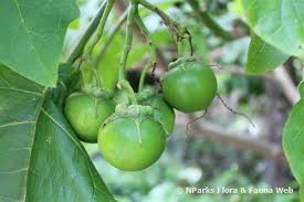 Image result for Solanum linneanum
