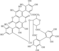Image result for Combretum coriifolium