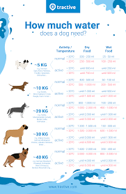 Get this free breed specific training course to have a happy & healthy dog at home. My Dog Won T Drink Water Top 5 Reasons And Best Solutions Tractive
