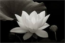 Black And White Lotus Flower Tattoo Black White White Lotus Flower White Lotus Flowers