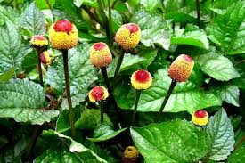 Familia botánica 10 joseph h, gleye j, moulis c, mensah l, roussakis c, gratas c, 1988 justicidin b, a cytotoxic principle from justicia pectoralis. Roberts Favorites Light Brown Mala Spirit Healing Brown Seed Mala Trichocereus Peruvianus Dried Powder Justicia Pectoralis 5 Cuttings Justicia Heavenly Products