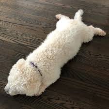 He's a bichon frise / miniature poodle mix and weighs about 6.5 pounds. What To Expect With A Poochon Bichon Poodle Mix In Your Life Animalso
