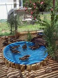 Do Ducks Need A Pond Backyard Farming Chickens Backyard Backyard Chicken Coops