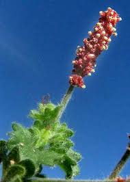 Image result for Acalypha pubiflora