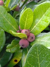 Image result for Ficus sansibarica